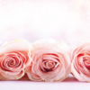 137 Rose rosa